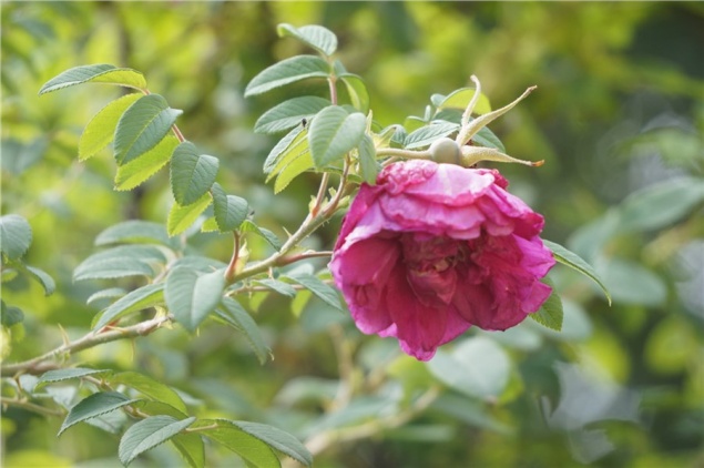«Перепутали сезоны»: на юге Красноярского края повторно зацвели грушанка, шиповник и рододендрон