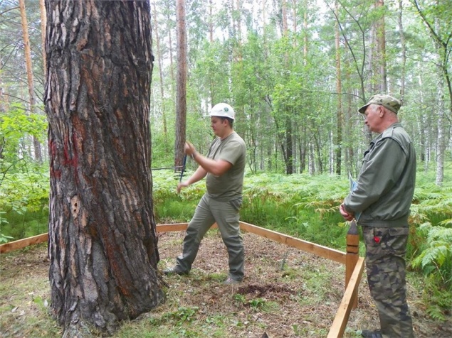 Ученые выяснили точный возраст сосны возле «шалаша Ленина» в Красноярском крае