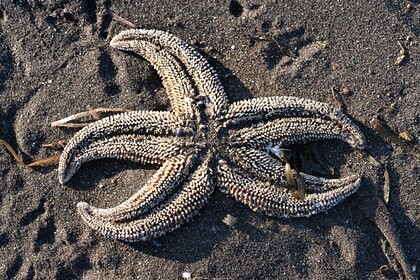 Власти назвали возможные причины загрязнения пляжа на Камчатке