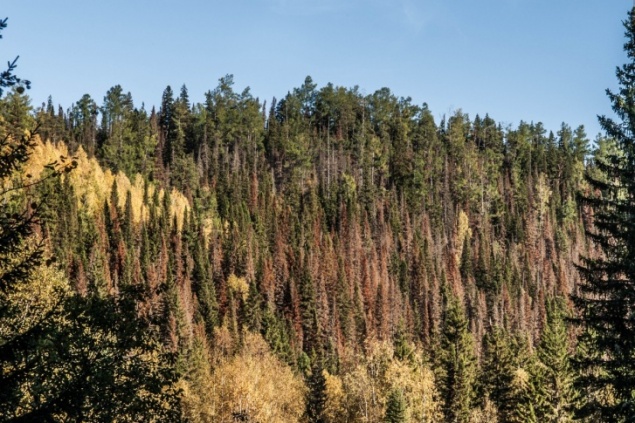 Красноярские ученые выявили причину древних катаклизмов с помощью деревьев