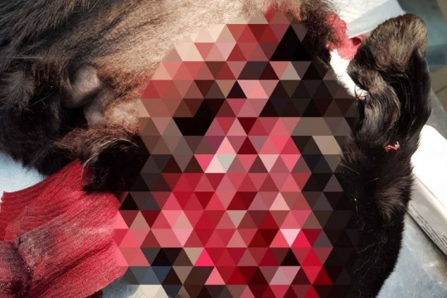 Водитель иномарки расстрелял собак в Сосновоборске