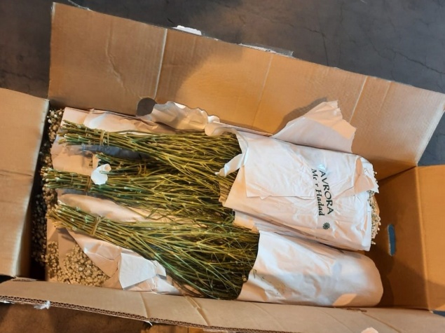 В Красноярске уничтожили партию зараженных цветов из Израиля