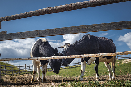 Ценам на говядину в России пообещали резкий рост