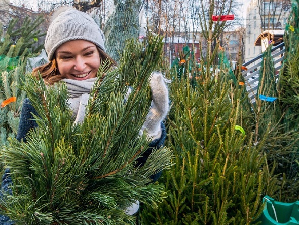 В Ачинске определены места, где будут работать «Елочные базары»