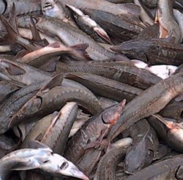 Депутаты Законодательного Собрания Красноярского края хотят разрешить северянам ловить рыбу сетями