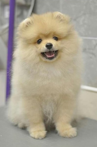 Жительница Ачинска потеряла 20 тыс. рублей при попытке купить щенка шпица в интернете