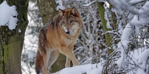 В Норильске продолжаются поиски разгуливающих около города волков