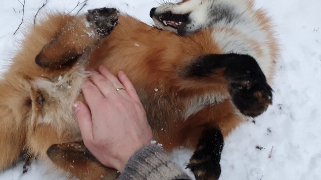 Жителей Балахтинского района просят не гладить лис. В одной из деревень выявили бешенство