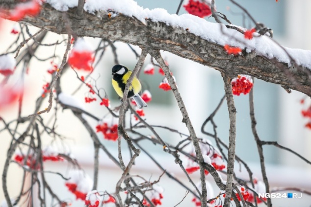 Потепление и магнитные бури: прогноз погоды на февраль