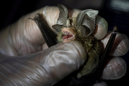 ВОЗ описала путь коронавируса от летучих мышей к людям