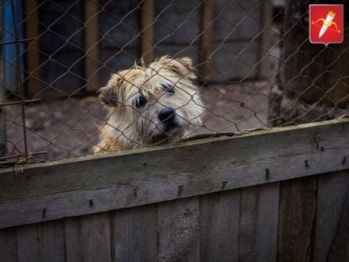 Ачинцев приглашают принять участие в благотворительной акции в помощь приюту для безнадзорных животных