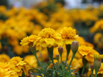 30 тысяч цветов и более тысячи новых деревьев появятся в Ачинске в этом году