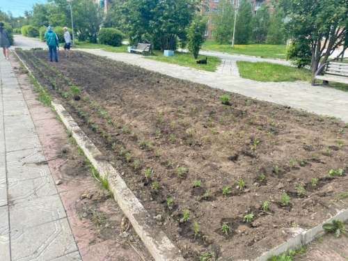 В Ачинске высаживают цветы