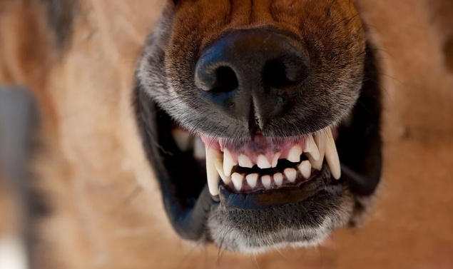 В Ачинском районе собака напала на ребенка