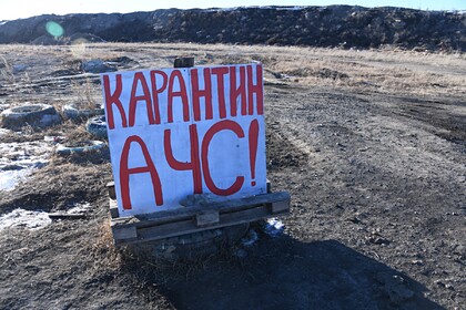 В России предупредили об угрозе распространения африканской чумы свиней