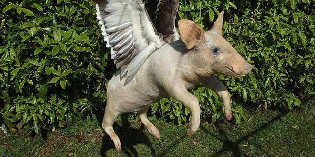 Совопоссум и уткокрол Таксидермист из Новой Зеландии создает «друзей Упоротого лиса»