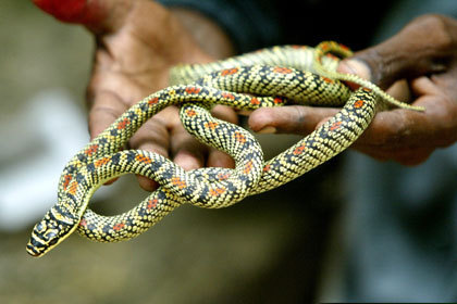 В Индии ядовитые змеи выползли на футбольное поле