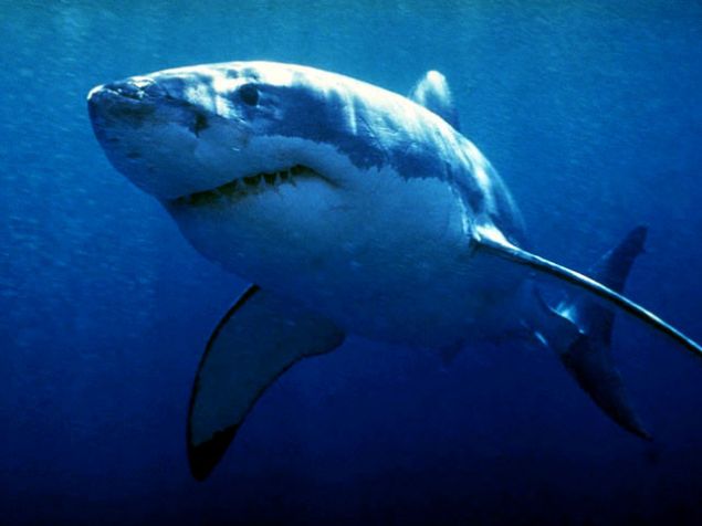 В нью-йоркском метро обнаружили мертвую акулу