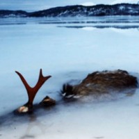 В заледеневшем норвежском озере нашли лося