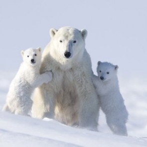 27 февраля - Международный день полярного медведя