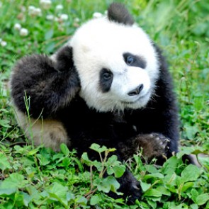 В Китае запретят есть редких животных