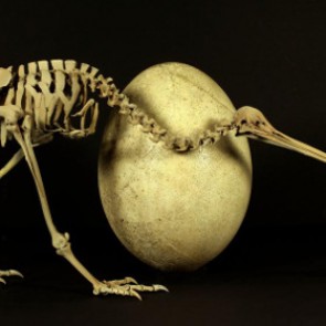 Биологи нашли неожиданного родственника киви