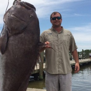 Рыбак выловил 135-килограммового морского окуня