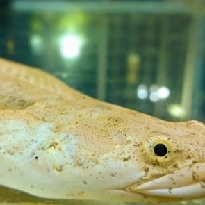 Биологи научили рыб ходить