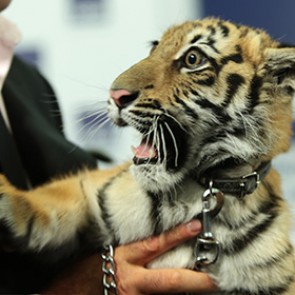 Новым героем «Спокойной ночи, малыши!» стал тигр Мур