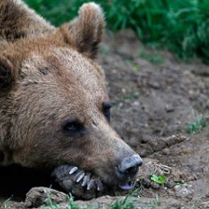 Житель Томской области отбился от медведя системным блоком компьютера