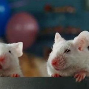 Работа иммунной системы вызвала депрессию у мышей