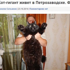Семья из Петрозаводска похвасталась котом-гигантом