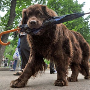 Депутат из Петербурга предложил ввести налог на собак