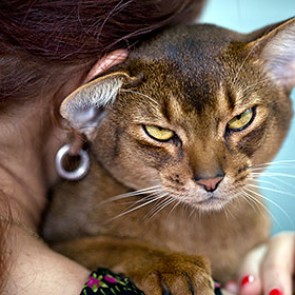 Генетика пролила свет на уникальность домашних кошек