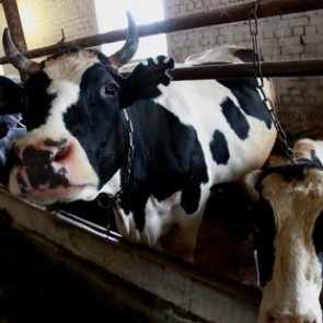 В Волгоградской области похитили 350 коров