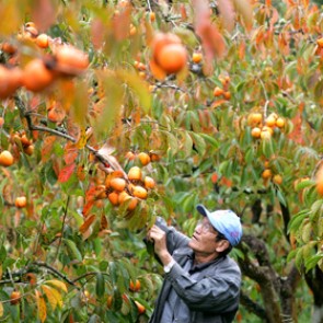 Россельхознадзор задержал на границе 18 тонн киргизской хурмы