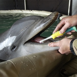 Минобороны провело первые в Крыму учения с боевыми дельфинами