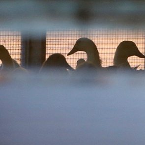 Россельхознадзор ограничил ввоз в Россию американского мяса птицы