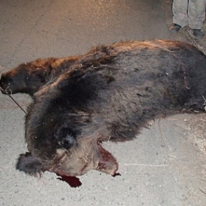 Больной бешенством медведь напал на пенсионерку в Приморье