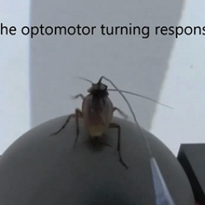 О сверхостром зрении тараканов узнали с помощью виртуальной реальности