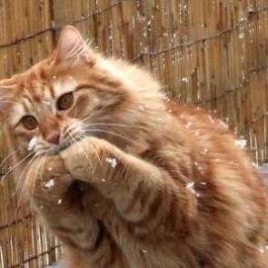 Полакомившийся на 60 тысяч рублей кот не вернулся на место преступления