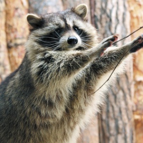 В Екатеринбурге теплая погода вывела енотов из спячки