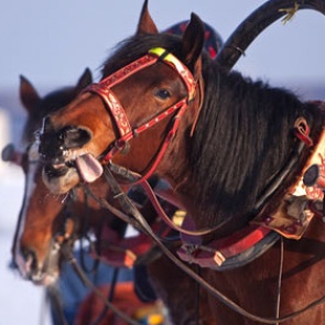 Испуганная лошадь сбила трех женщин в Перми