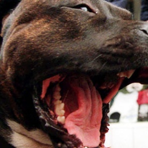 В Волгограде питбуль загрыз пожилую женщину