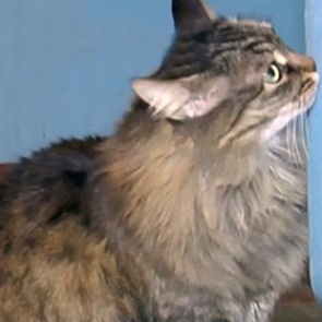 Спасшая ребенка-подкидыша российская кошка стала героиней мировых СМИ