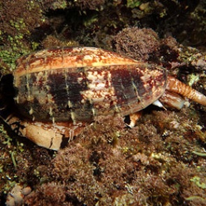 Самые ядовитые улитки в мире научились охотиться на рыб с помощью инсулина