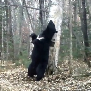 В приморском нацпарке засняли «танцующего» с деревом медведя