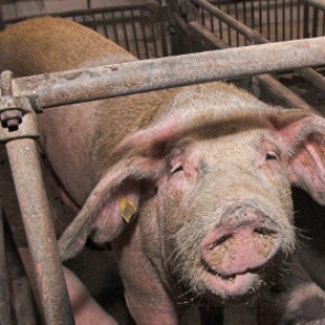 Съевшая свою свинью жительница Приморья пойдет под суд