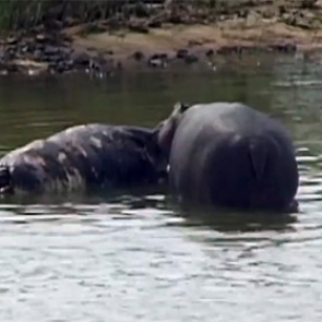Биологи сняли на камеру гиппопотамов-каннибалов