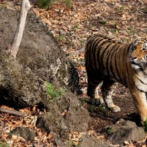 В ресторанах Москвы обнаружено мясо животных из Красной книги